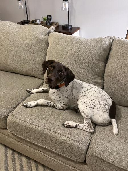 /Images/uploads/Southeast German Shorthaired Pointer Rescue/segspcalendarcontest/entries/33582.jpg